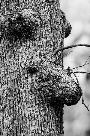 IMG_2395.6.2013.BW copy