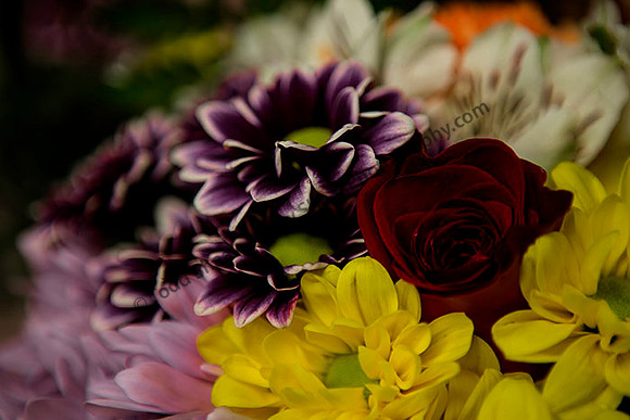 IMG_5011.6.2013 copy