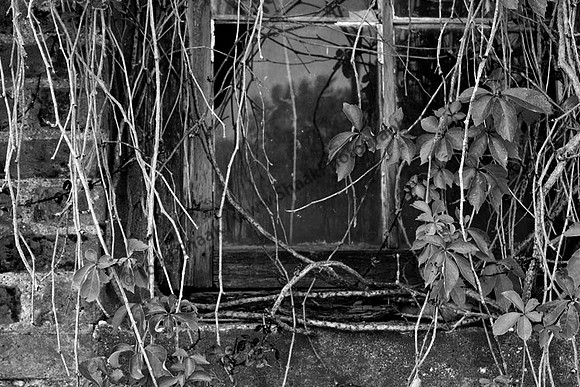 IMG_9062.4.BW copy