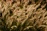 IMG_0360.4 copy