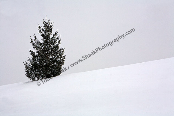 IMG_3058.2 copy