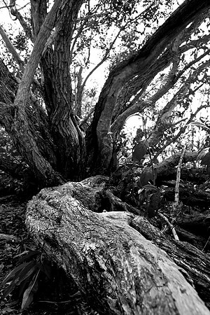 IMG_4479 copy
