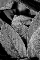 IMG_0019.4.BW copy